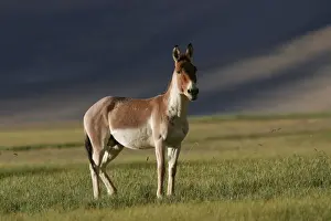 Kiang / Tibetan Wild Ass - battle-scared male during the rut - Ladakh - India