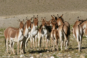 Images Dated 26th August 2005: Kiang / Tibetan Wild Ass - female, yearling and foal group