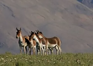 Images Dated 13th January 2010: Kiang / Tibetan Wild Ass - female and foals - Changthang - Ladakh - India