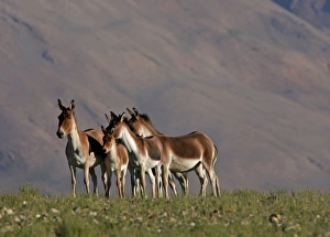 Images Dated 13th January 2010: Kiang / Tibetan Wild Ass - female and foals