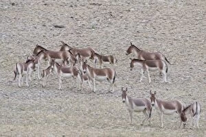 Kiang / Tibetan Wild Ass - female and foals