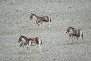 Images Dated 20th August 2007: Kiang / Tibetan Wild Ass - female and foals feeding