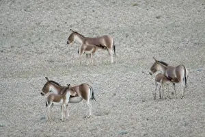 Asses Prints: Kiang / Tibetan Wild Ass - female and foals feeding - Ladakh - India