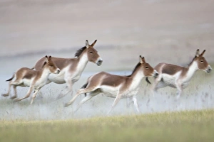 Images Dated 20th August 2007: Kiang / Tibetan Wild Ass - female and foals on the run - rutting season