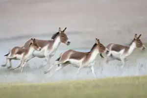 Asses Prints: Kiang / Tibetan Wild Ass - female and foals on the run - rutting season - Ladakh - India