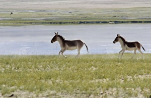 Images Dated 13th January 2010: Kiang / Tibetan Wild Ass - female and yearling