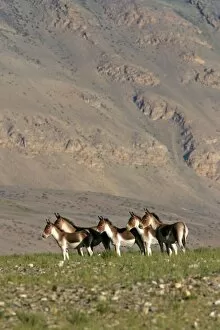 Kiang / Tibetan Wild Ass - female and yearling group