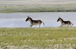 Asses Prints: Kiang / Tibetan Wild Ass - female and yearling by Startsapuk Tso - Ladakh - India