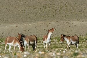 Images Dated 26th August 2005: Kiang / Tibetan Wild Ass - females with rutting male showing flehman - Ladakh - India