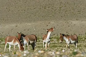 Herding Prints: Kiang / Tibetan Wild Ass - females with rutting male showing flehman - Ladakh - India