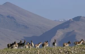 Images Dated 13th January 2010: Kiang / Tibetan Wild Ass - group - Ladakh - India