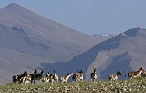 Kiang / Tibetan Wild Ass - group - Ladakh - India