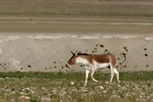 Images Dated 26th August 2005: Kiang / Tibetan Wild Ass - Male rutting. Ladakh, Himalayas, India
