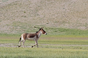 Images Dated 15th August 2005: Kiang / Tibetan Wild Ass - male in the rutting season