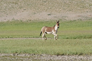 Images Dated 15th August 2005: Kiang / Tibetan Wild Ass - male in the rutting season