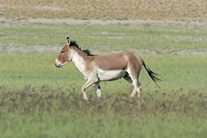 Images Dated 15th August 2005: Kiang / Tibetan Wild Ass - male in the rutting season