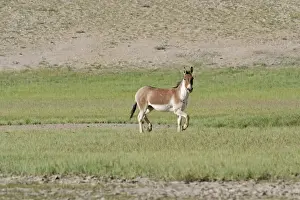 Asses Prints: Kiang / Tibetan Wild Ass - male in the rutting season - Tso Kar - Changthang - Ladakh - India