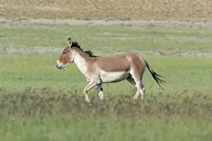 Kiang / Tibetan Wild Ass - male in the rutting season - Tso Kar - Changthang - Ladakh - India