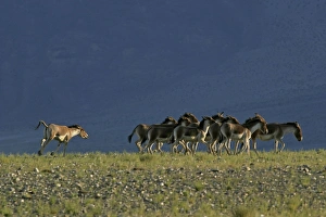 Images Dated 24th August 2005: Kiang / Tibetan Wild Ass - rutting male herding a group of females