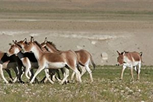 Images Dated 26th August 2005: Kiang / Tibetan Wild Ass - rutting male herding a group of females