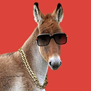 Donkeys Gallery: Kiang / Tibetan Wild Ass wearing sun glasses