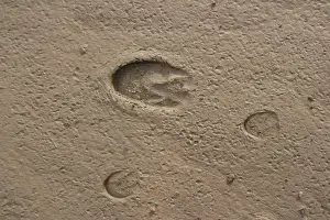 Kiang tracks. Tso Kar basin Ladakh Changthang, India