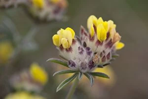 Flowers Collection: Kidney Vetch - in flower - UK