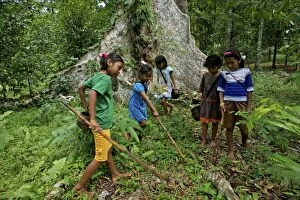 Images Dated 20th September 2010: Kids on island of Ai collecting fallen Nutmeg