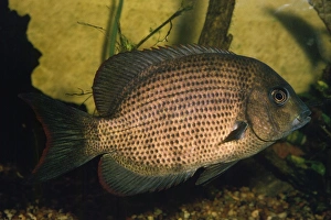 Images Dated 27th June 2007: Kieners Cichlid Madagascar
