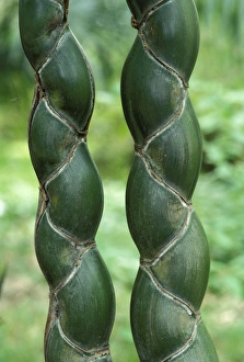 Images Dated 30th April 2007: 'Kikko' - rare and apreciated variety of bamboo