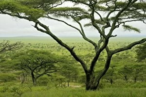 Kilimatiti plains with Acacias