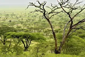 Kilimatiti plains with Acacias - Ngorongoro Conservation area - Tanzania - Africa