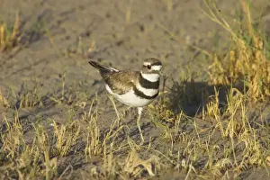 Killdeer Prints: Killdeer on breeding grounds Klamath NWR, California, USA BI003458