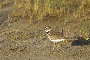 Killdeer on breeding grounds Klamath NWR, California, USA BI003462