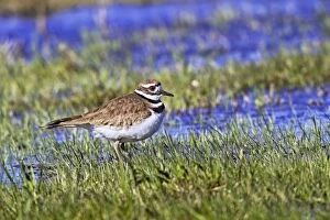 Areas Gallery: Killdeer - Early spring upon arriving near nesting areas