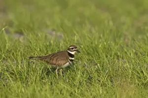 Killdeer Prints: Killdeer - Lake Kissimee, florida, USA BI001985