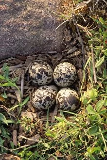 Killdeer Plover - nest with eggs - in farm field