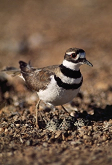 Images Dated 24th November 2006: Killdeer Plover - on nest Sonoran Desert, Arizona