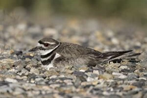 Killdeer - sitting on nest on refuge roadside