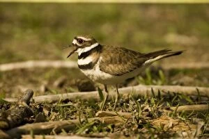 Images Dated 10th May 2005: Killdeer -With mouth open. Distinctive double breast bands and loud piercing call