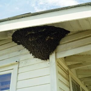 Beehives Gallery: KILLER / Africanized BEE - swarm on house