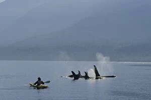 Fins Gallery: Killer / Orca Whale - whale watching
