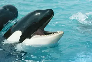 Wildilfe Prints: Killer Whale