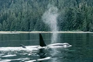 Killer Whale