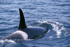 Killer Whale