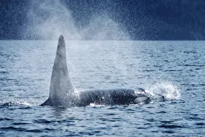 Killer Whale - adult male