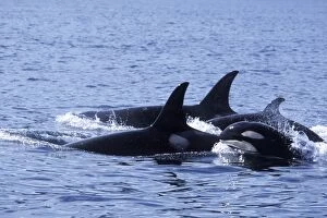 Killer Whale - cows and calf traveling