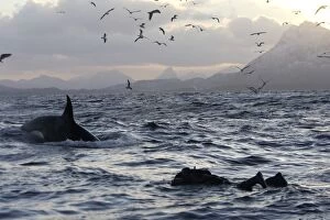 Killer Whale - with diver in foreground and gulls in flight