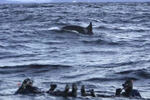 Killer Whale - with divers in foreground