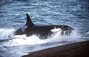 Killer Whale - feeding on Sealion near beach